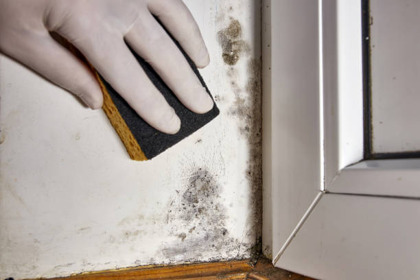 Best Mold Remediation for Healthcare Facilities  in Mattoon, IL
